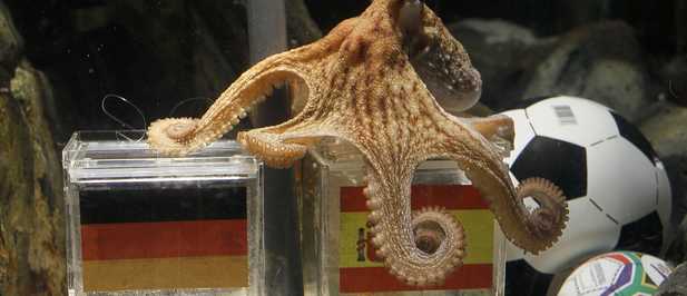 c617x266_pulpo.jpg