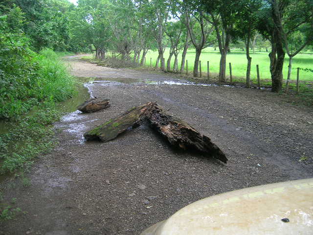 Un pequeño arbol que tuvimos que mover