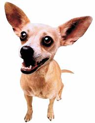 Perrito.JPG