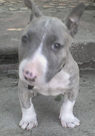 BullTerrierlittle.JPG