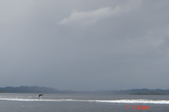bahia de los delfines. Bocas del Toro