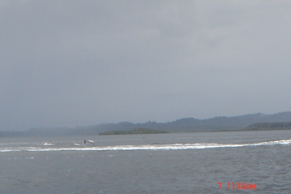 bahia de los delfines